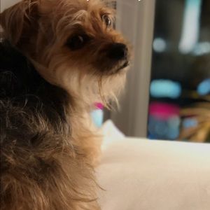 Meet your Posher, Bailey